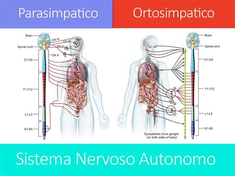 sistema nervoso autonomo